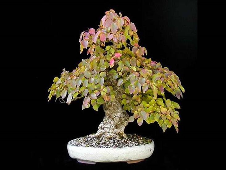 Drzewka bonzai - bonsai 18.JPG