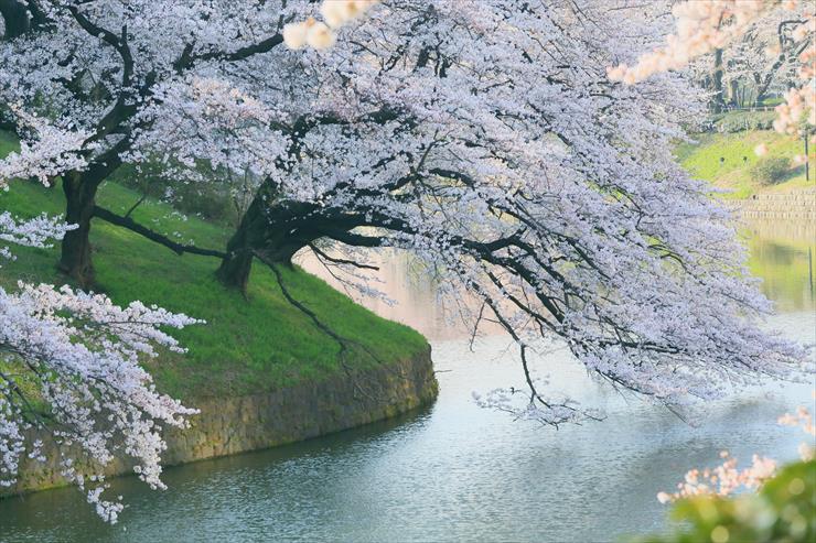 różne - spring_tree_flower_beauty_river_nature_5760x3840.jpg